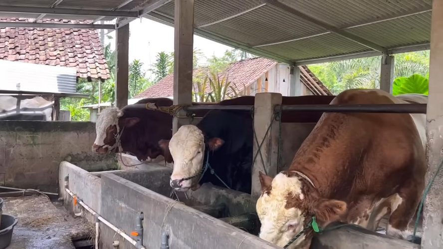 Sapi Potong di Kota Malang Langka, Anggota Dewan Indra Permana Minta Pemkot Ambil Langkah Cepat dan Terukur